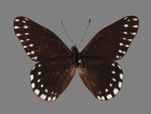 Catasticta sibyllae