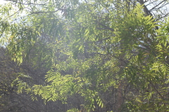 Thouinidium decandrum