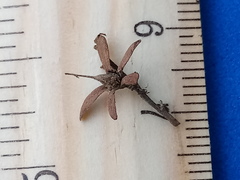 Apoplanesia paniculata