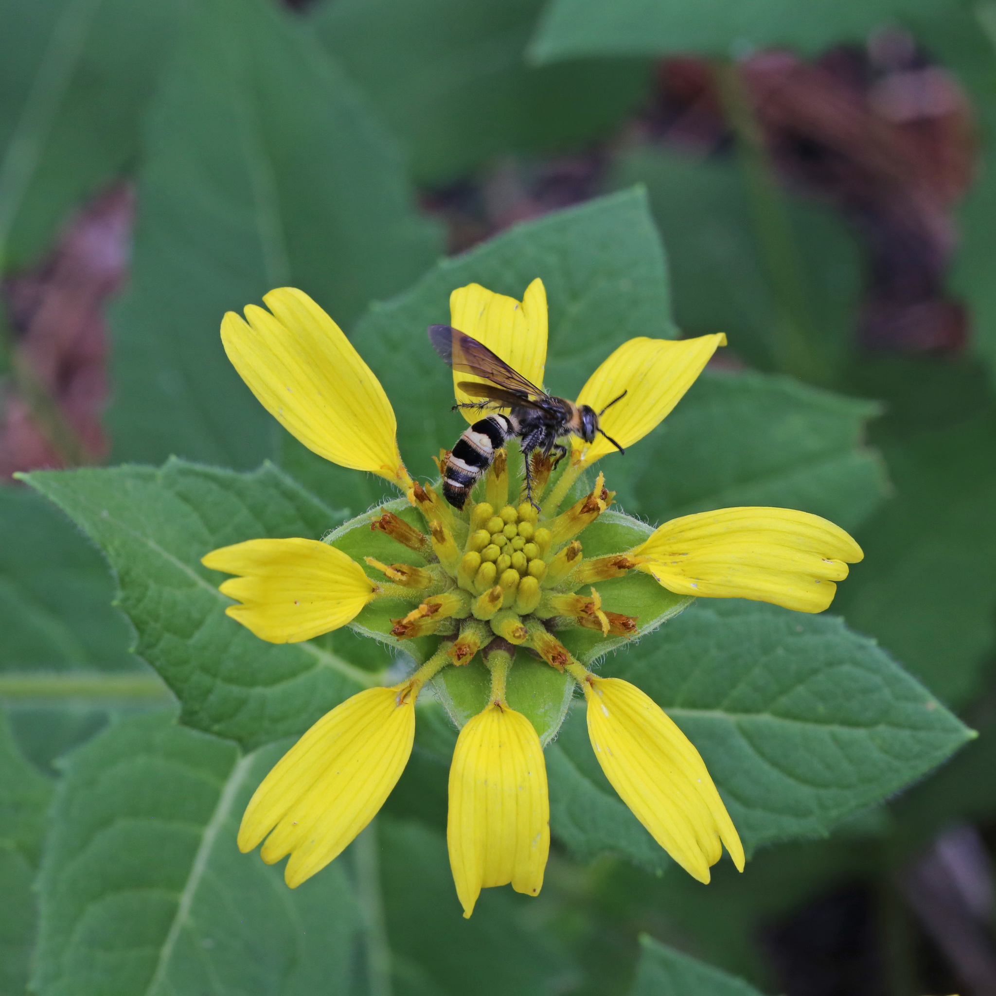 Tetragonotheca helianthoides