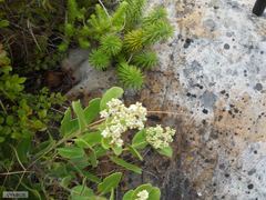 Olea capensis capensis