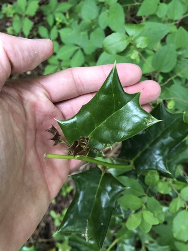 Chinese holly (Ilex cornuta)