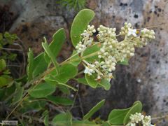 Olea capensis capensis