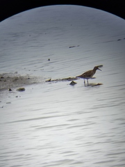 Calidris