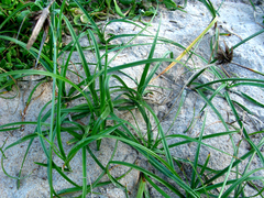 Cyperus brevis