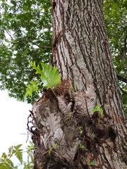 Drynaria quercifolia