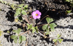 Oxalis truncatula