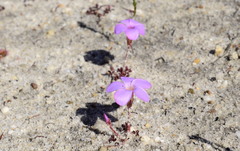 Oxalis eckloniana