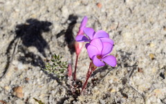Oxalis eckloniana