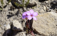 Oxalis eckloniana