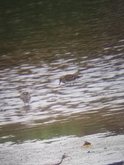 Calidris
