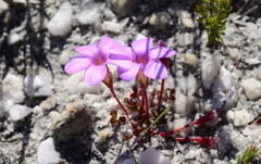 Oxalis eckloniana