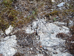 Spialia