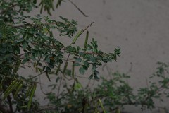 Indigofera jucunda