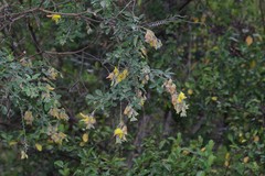 Crotalaria capensis