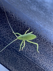 Pterophylla camellifolia