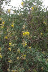 Crotalaria capensis
