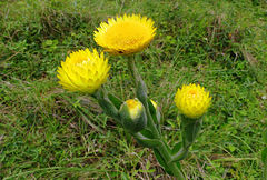 Helichrysum decorum