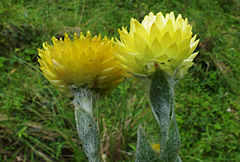 Helichrysum decorum