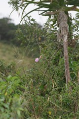 Hibiscus pedunculatus