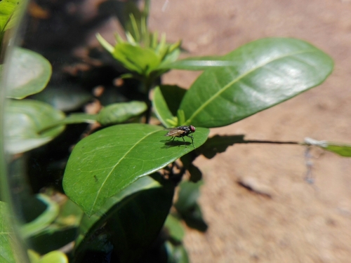 House fly