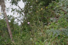 Hibiscus pedunculatus
