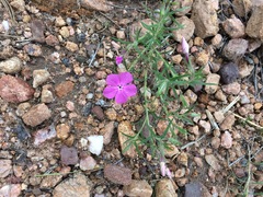 Phlox nana