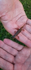 Pleurodelinae