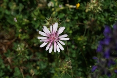 Crepis rubra