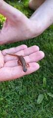Pleurodelinae
