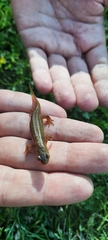 Pleurodelinae