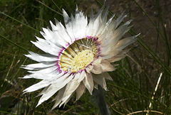 Helichrysum ecklonis