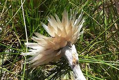 Helichrysum ecklonis