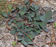 Euphorbia ipecacuanhae