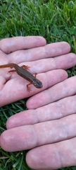 Pleurodelinae