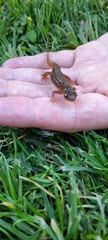 Pleurodelinae