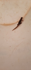 Pleurodelinae