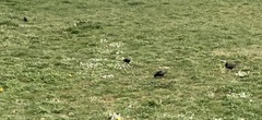 Sturnus vulgaris