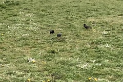 Sturnus vulgaris