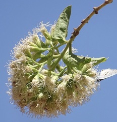 Koanophyllon albicaule