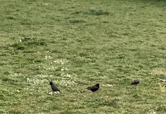 Sturnus vulgaris