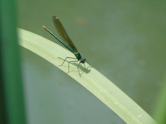 Calopteryx splendens