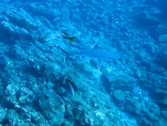 Carcharhinus albimarginatus