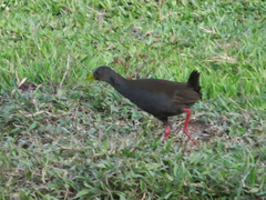 Pardirallus nigricans