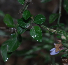 Justicia petiolaris