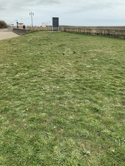 Sturnus vulgaris