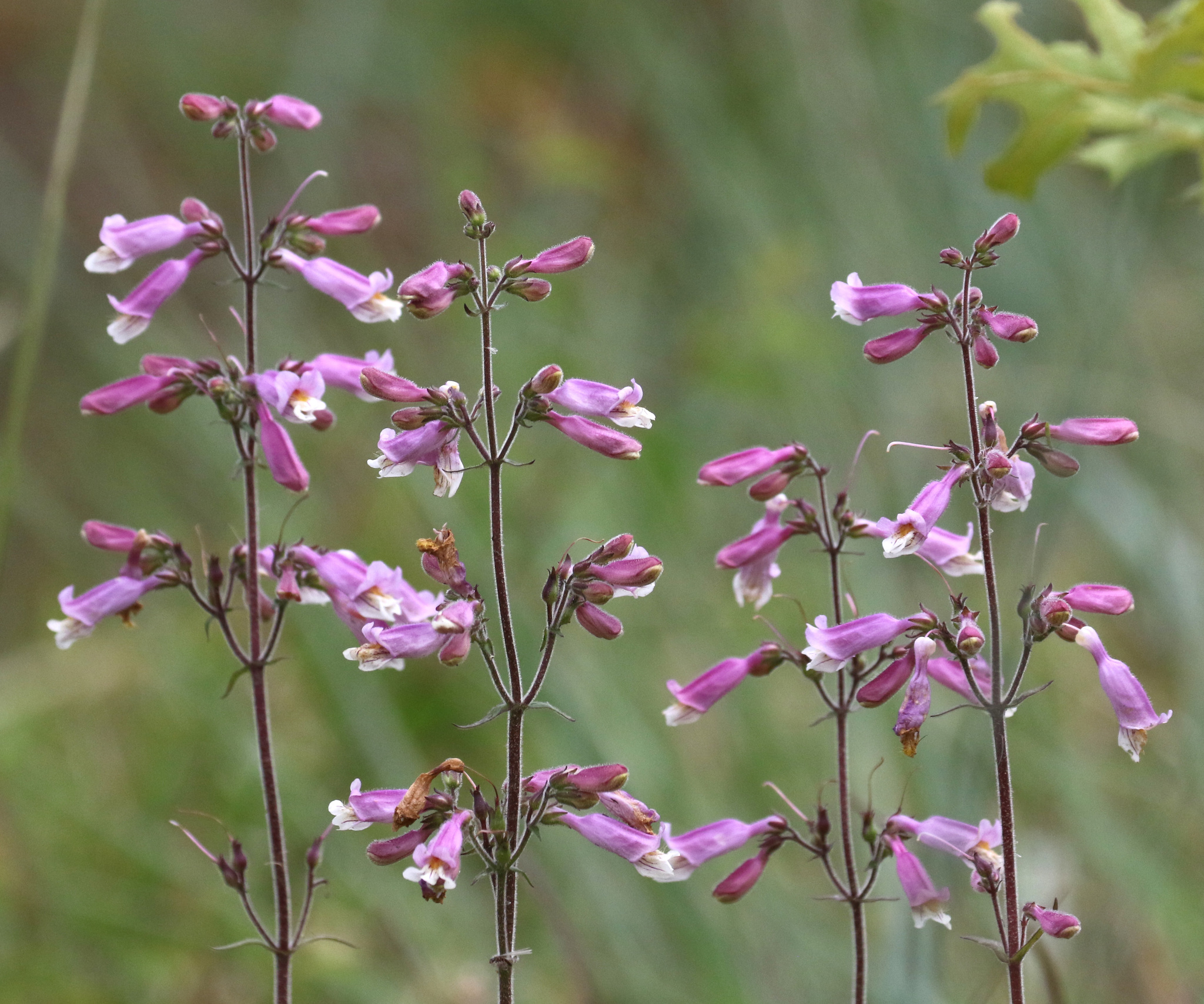 Penstemon australis