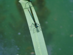 Calopteryx splendens