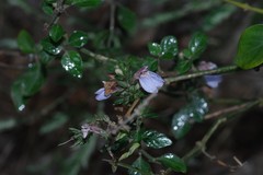 Justicia petiolaris