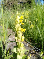 Rhinanthus alectorolophus